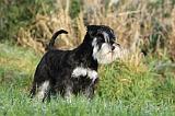 SCHNAUZER NAIN 057